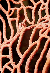 Raja Ampat 2016 - Hippocampus bargibanti - Pygmy seahorse - Hippocampe Pygmee - IMG_5269_rc